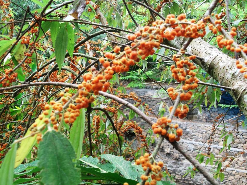 Mayapott Plantation Villa Thekkady Zewnętrze zdjęcie